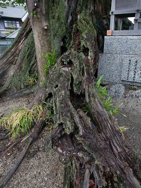 薑春日神社のムクノキ