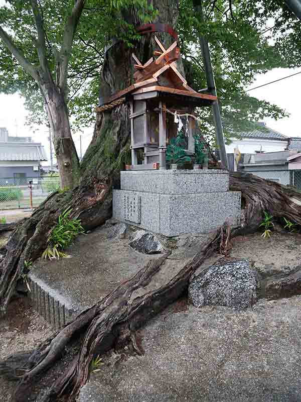 薑春日神社のムクノキ