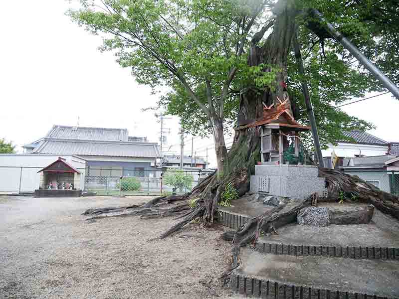 薑春日神社のムクノキ