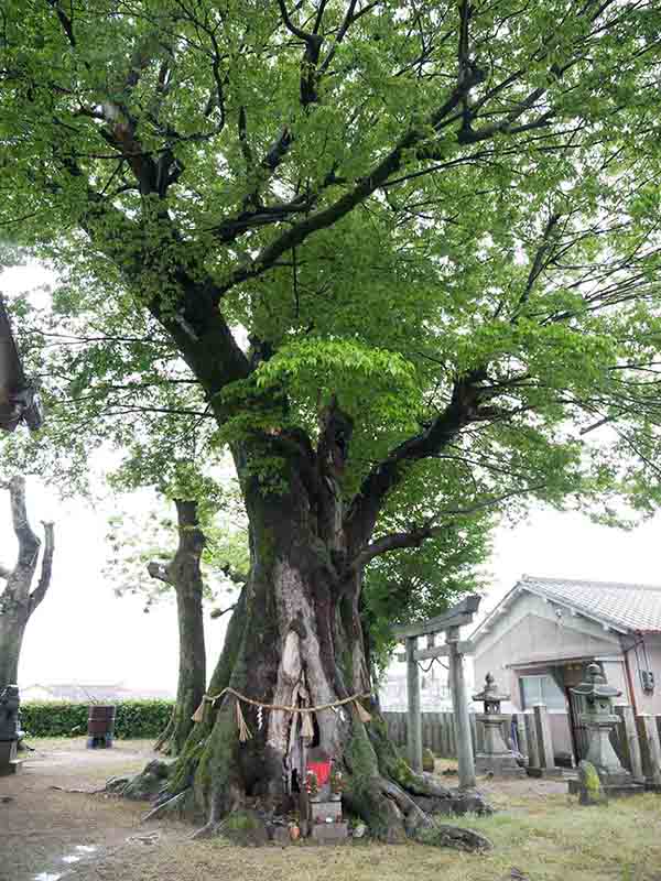 薑春日神社のムクノキ