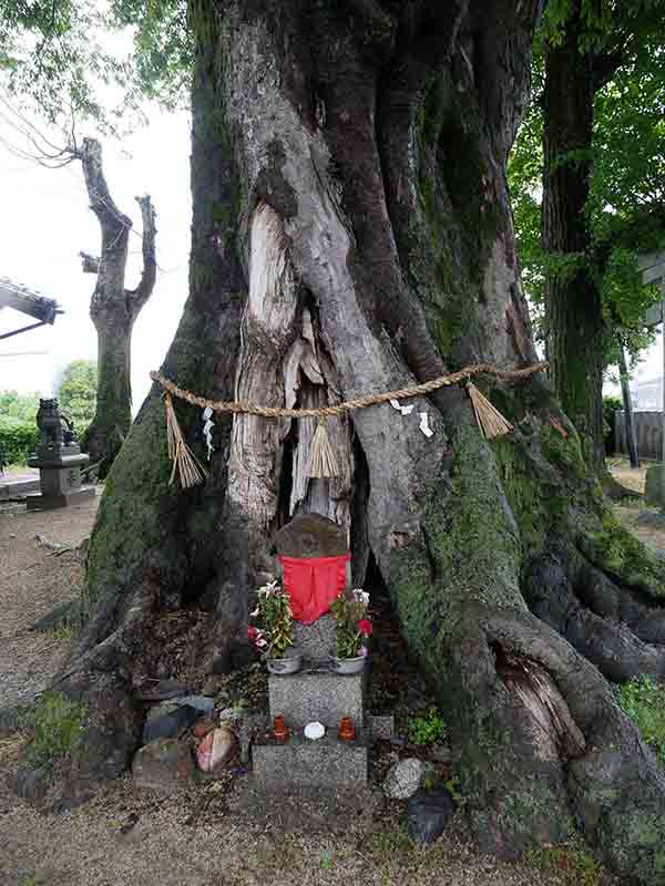 薑春日神社のムクノキ