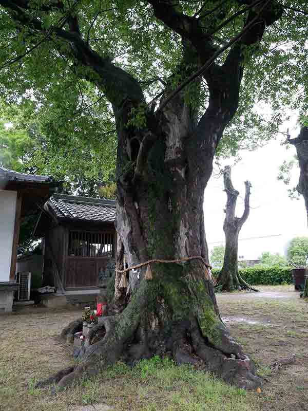 薑春日神社のムクノキ