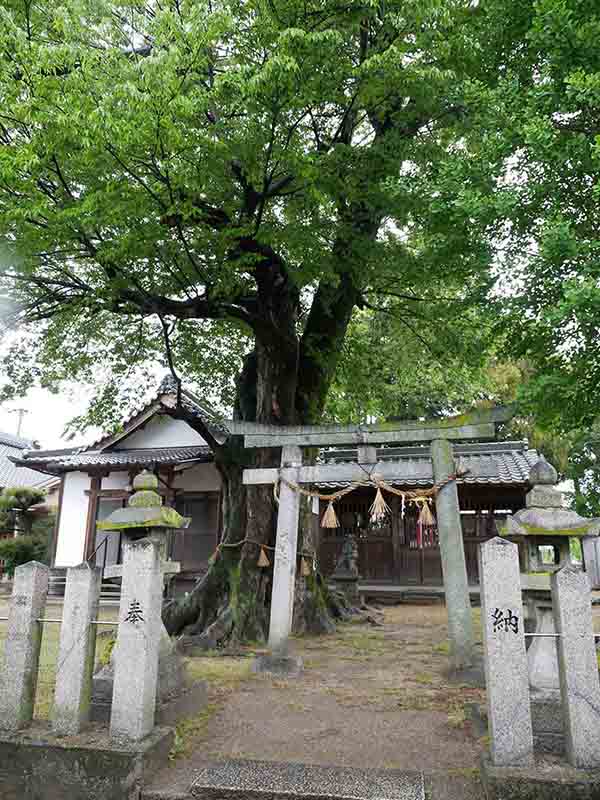 薑春日神社のムクノキ