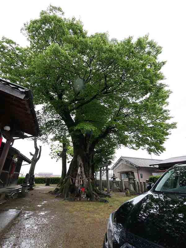 薑春日神社のムクノキ