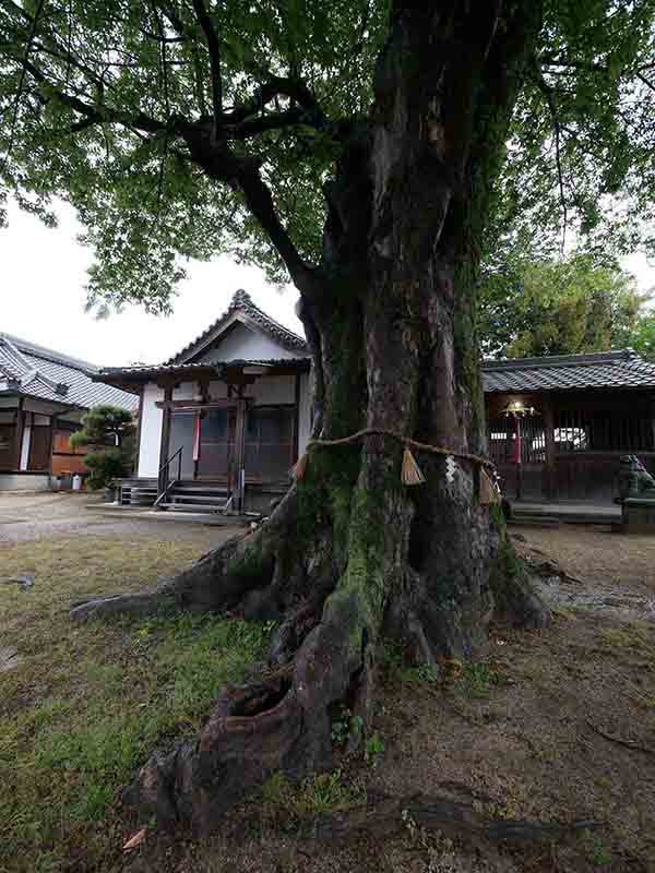 薑春日神社のムクノキ