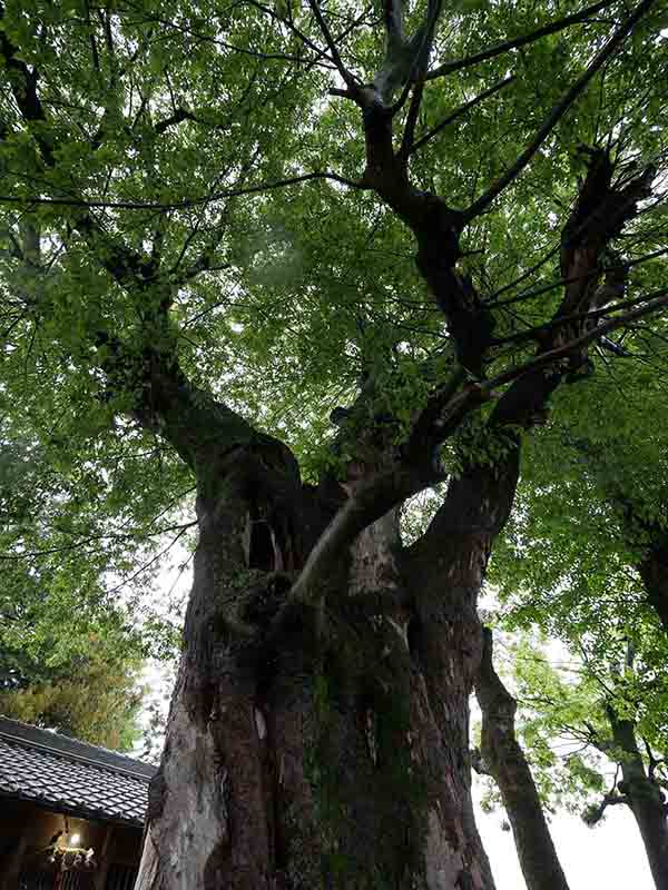 薑春日神社のムクノキ