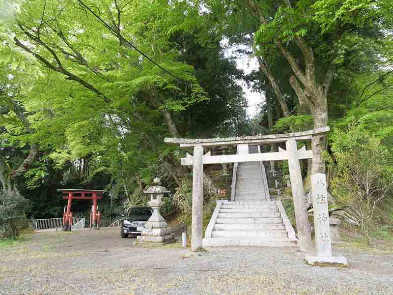 八柱神社のアカガシ