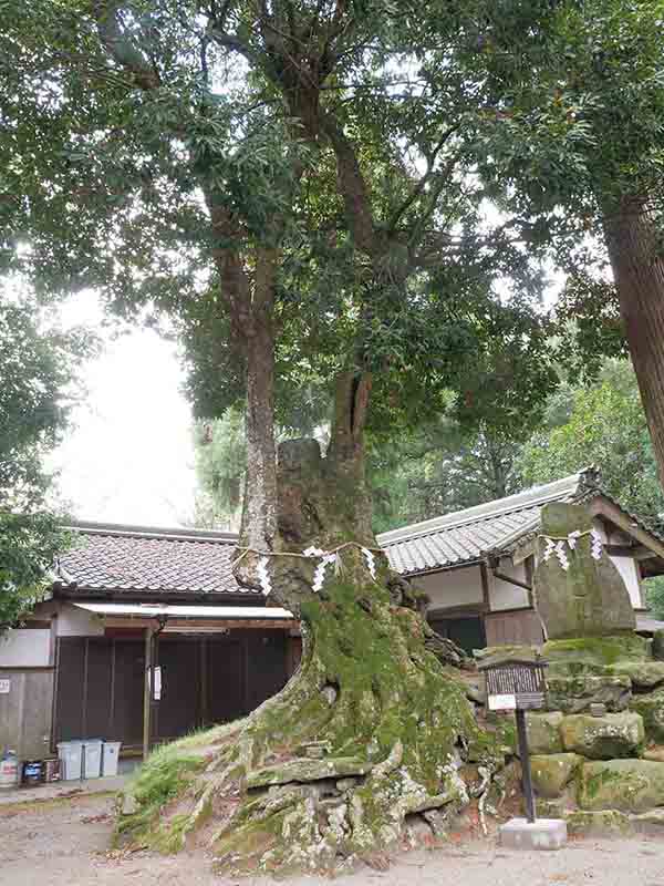 八柱神社のアカガシ