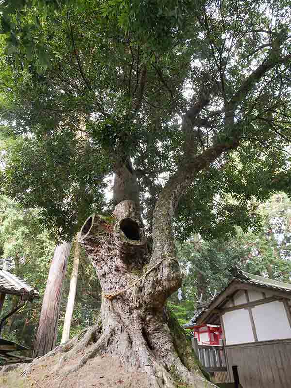 八柱神社のアカガシ