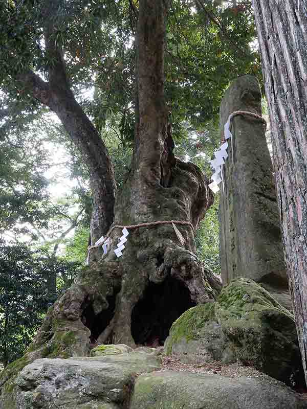 八柱神社のアカガシ