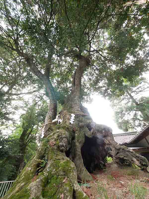 八柱神社のアカガシ