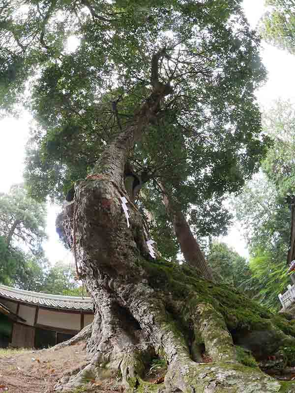 八柱神社のアカガシ