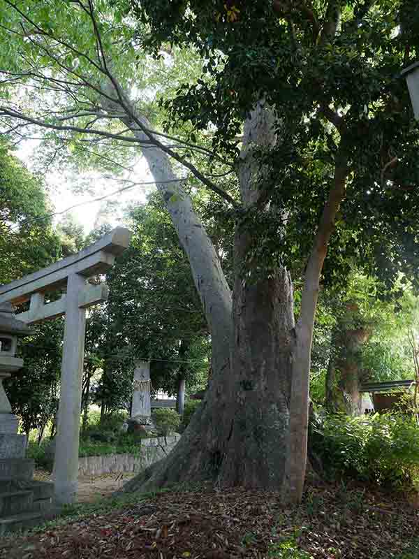 森神社のケヤキ