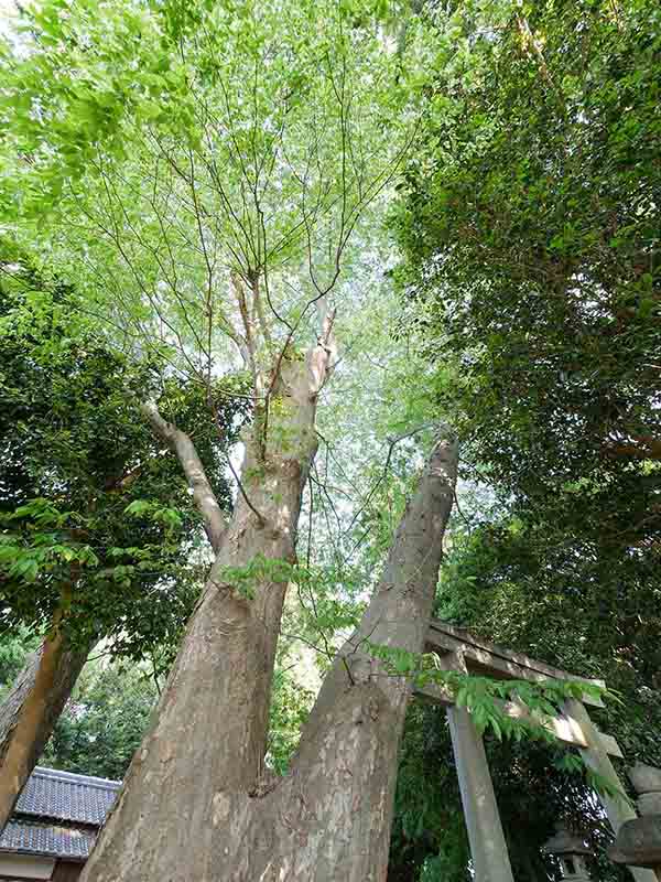 森神社のケヤキ