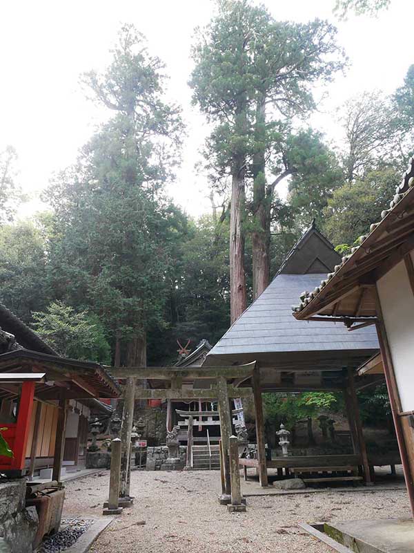 水越神社のスギ