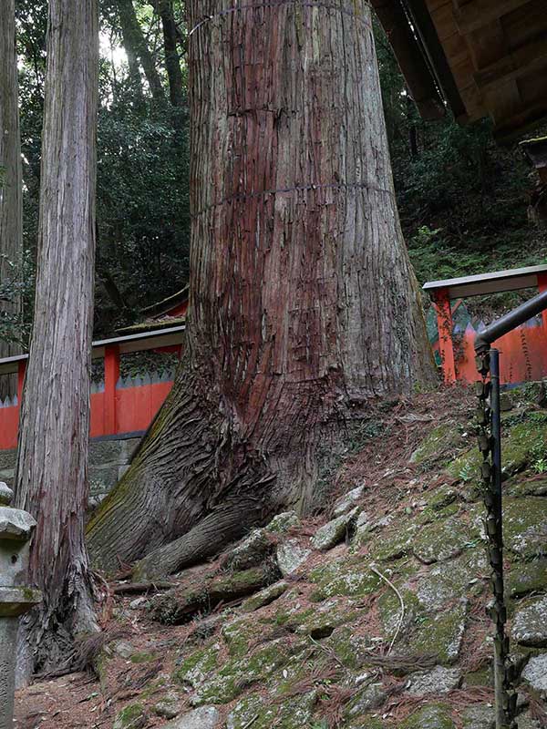 水越神社のスギ