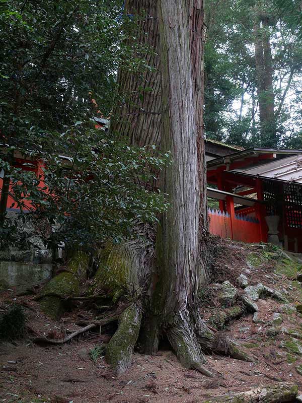 水越神社のスギ