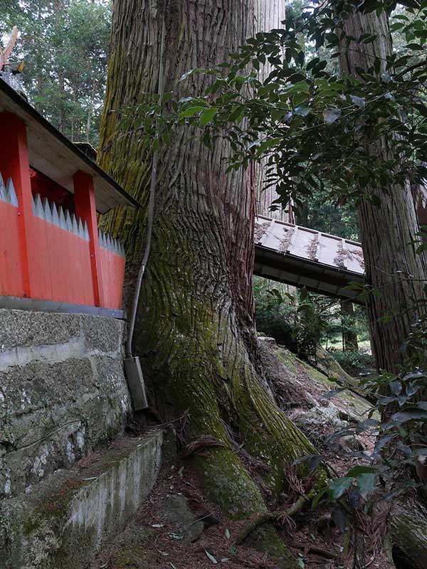 水越神社のスギ