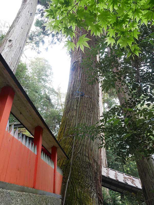 水越神社のスギ