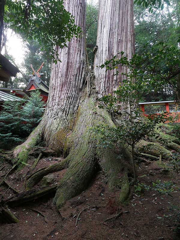 水越神社のスギ