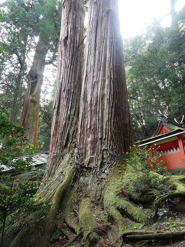 水越神社のスギ