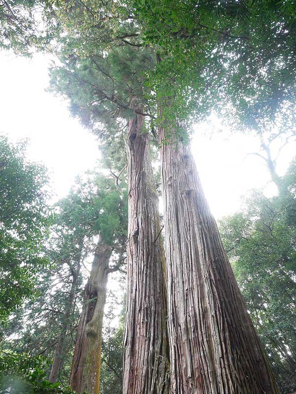 水越神社のスギ