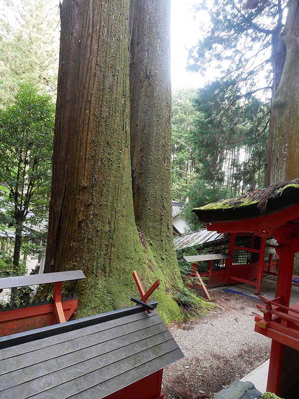 水越神社のスギ