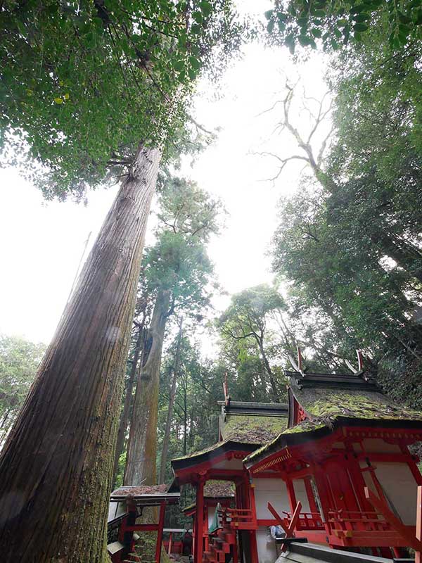 水越神社のスギ