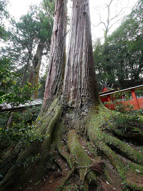 水越神社のスギ