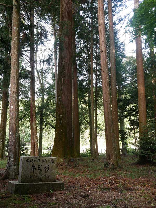 水越神社のスギ