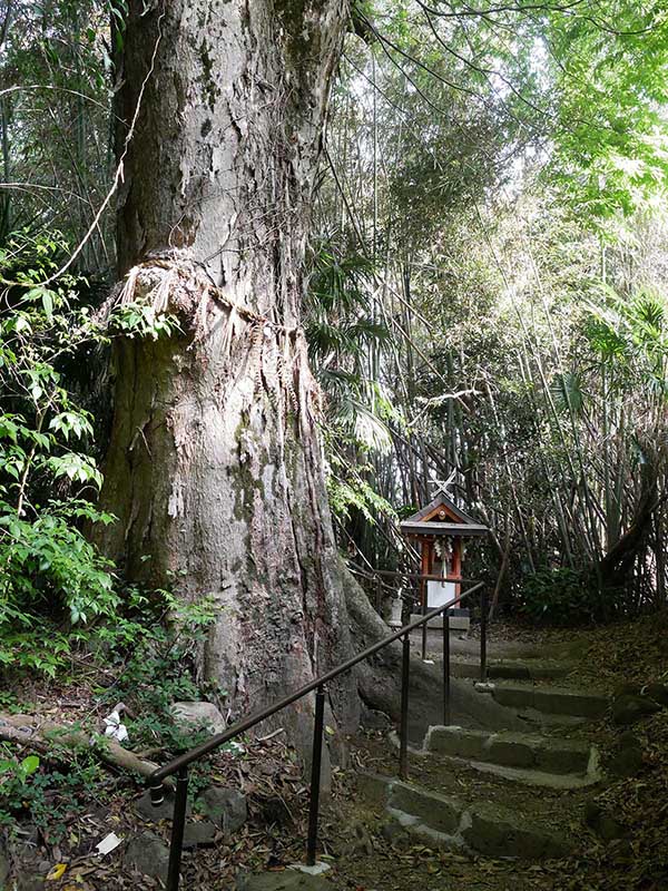 水越神社のスギ