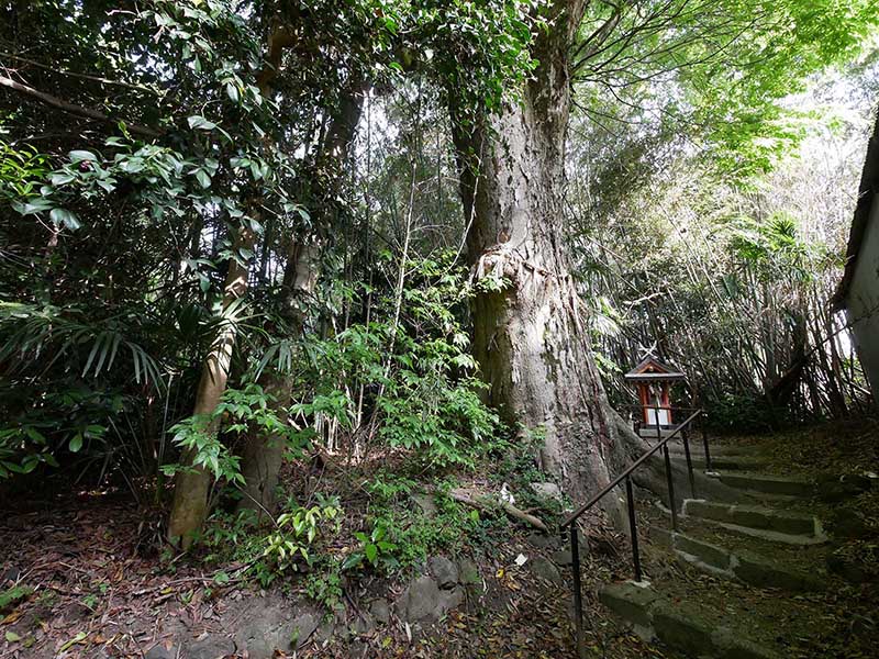 水越神社のスギ