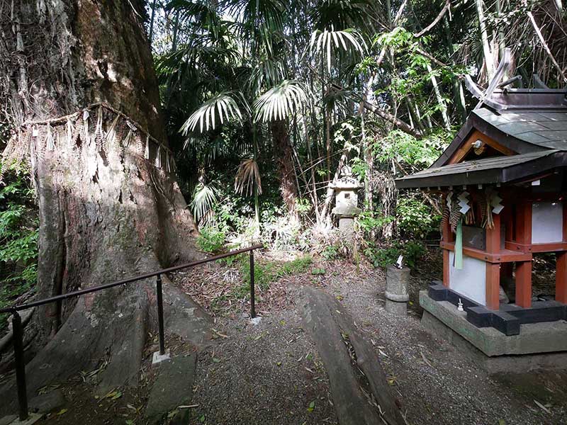 水越神社のスギ