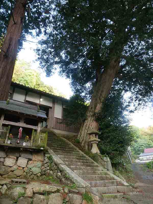 杵築神社のカヤ(右側)