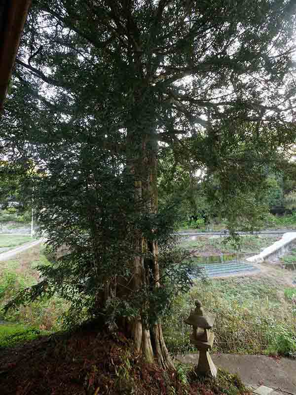 杵築神社のカヤ(右側)