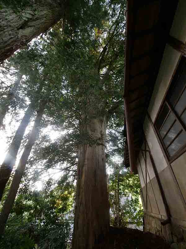 杵築神社のカヤ(左側)