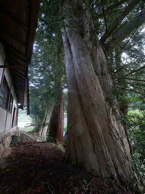 杵築神社のカヤ(左側)