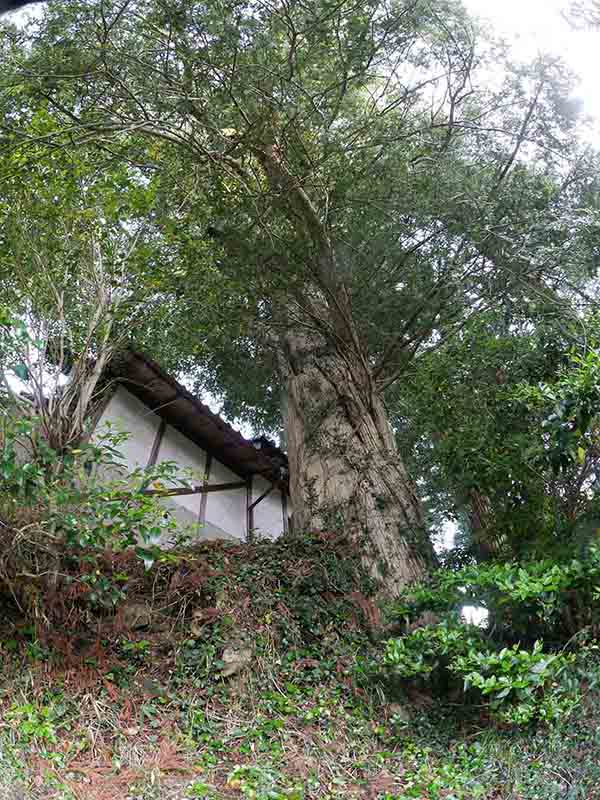 杵築神社のカヤ(左側)