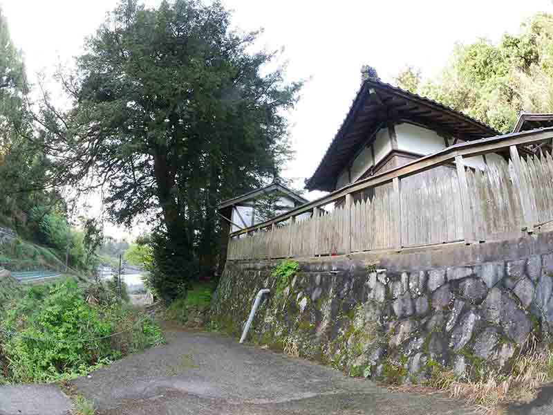 杵築神社のカヤ(右側)