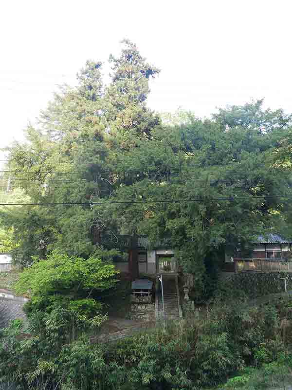 杵築神社のカヤ(左側)