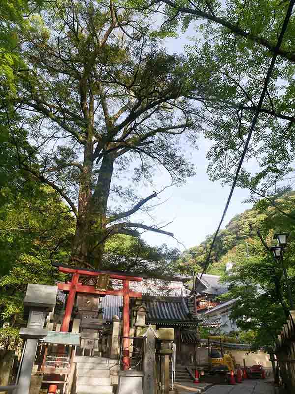 朝護孫子寺の榧の木