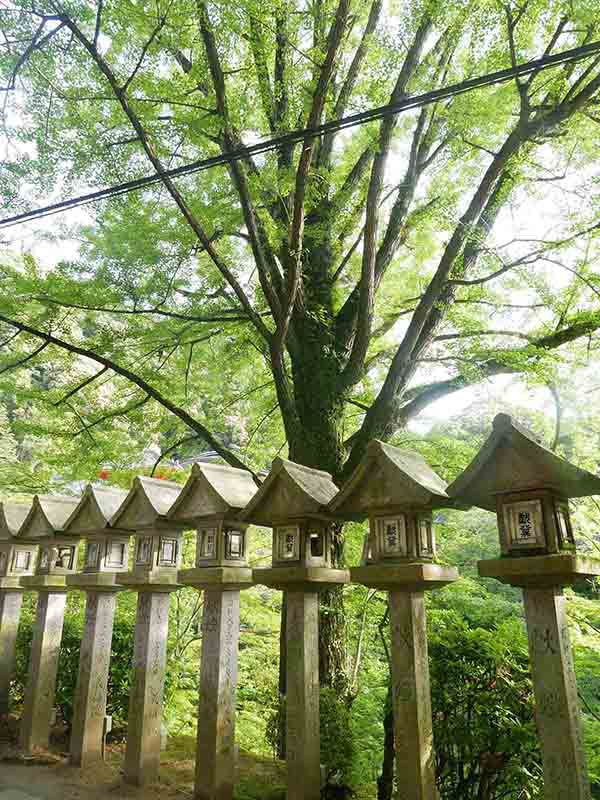 朝護孫子寺の千手イチョウ