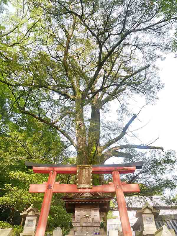 朝護孫子寺の榧の木