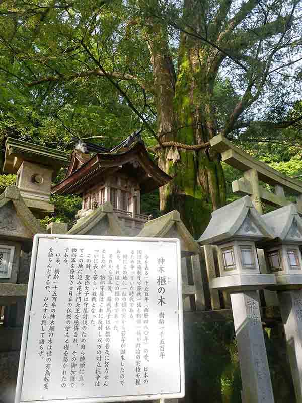 朝護孫子寺の榧の木