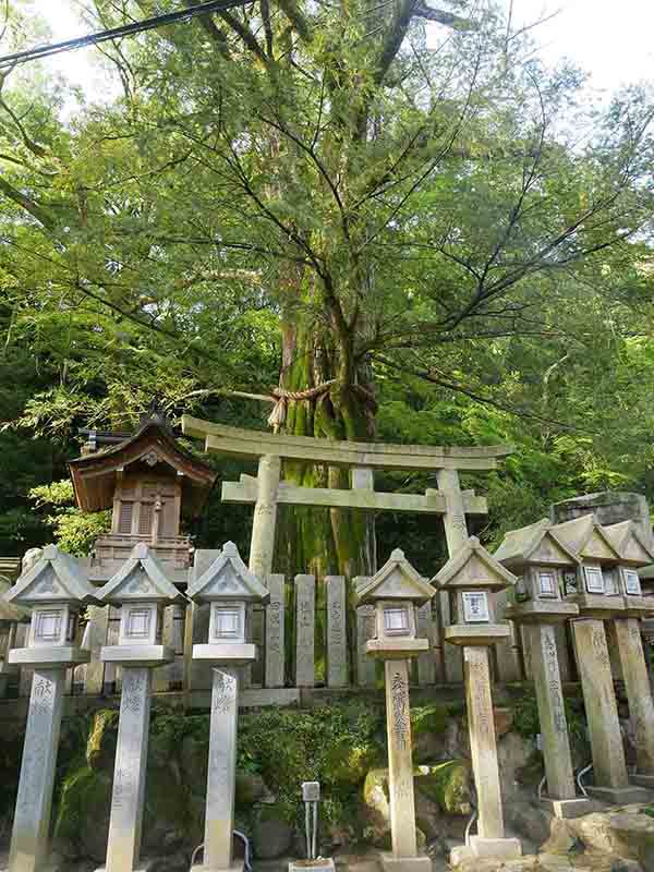 朝護孫子寺の榧の木