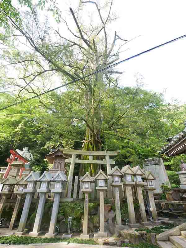 朝護孫子寺の榧の木