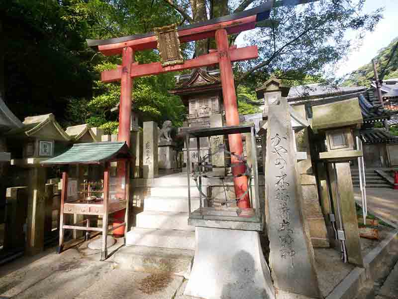 朝護孫子寺の榧の木