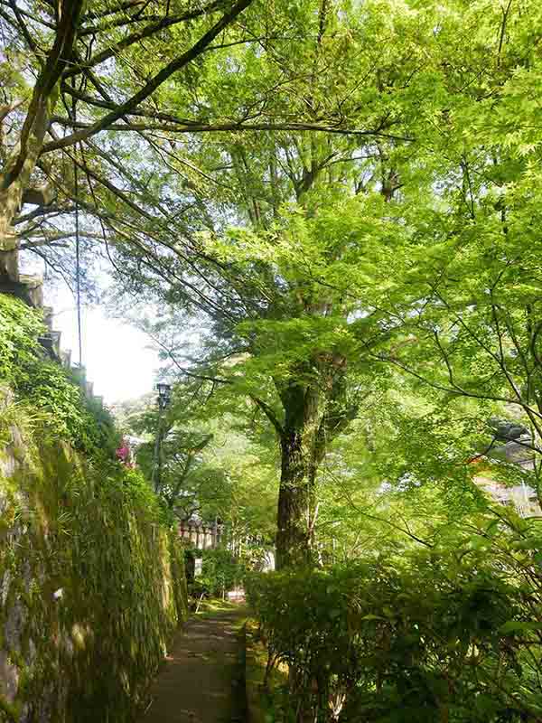 朝護孫子寺の千手イチョウ