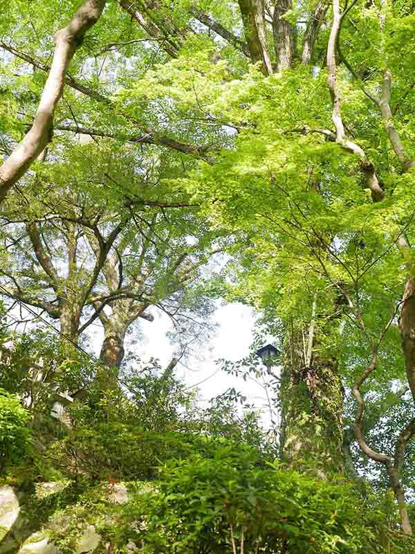 朝護孫子寺の榧の木