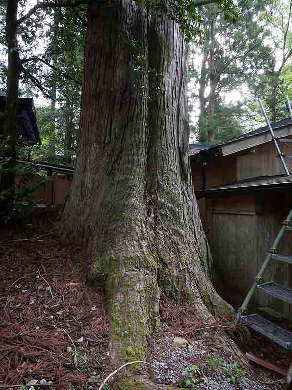 南日裏八坂神社のスギたち